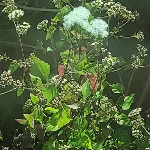 Ageratina adenophora Blatt