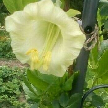 Cobaea scandens ফুল