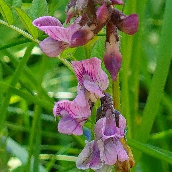 Vicia sepium Flower