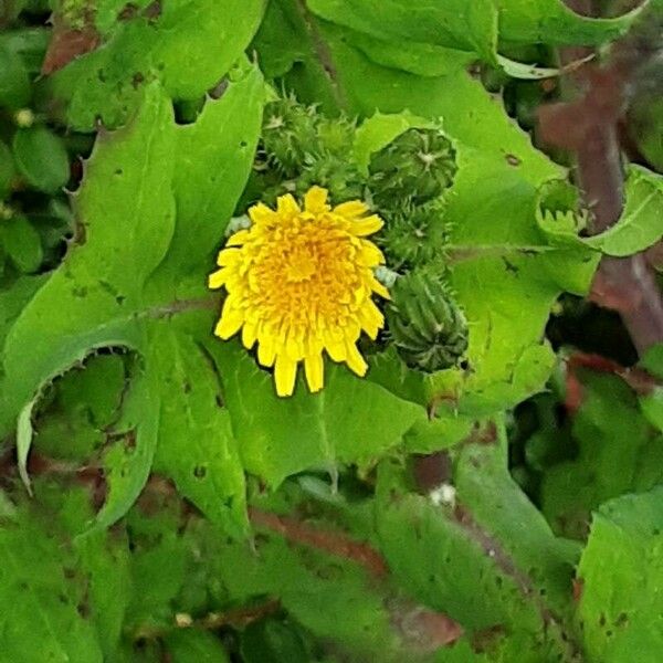 Sonchus oleraceus Floare