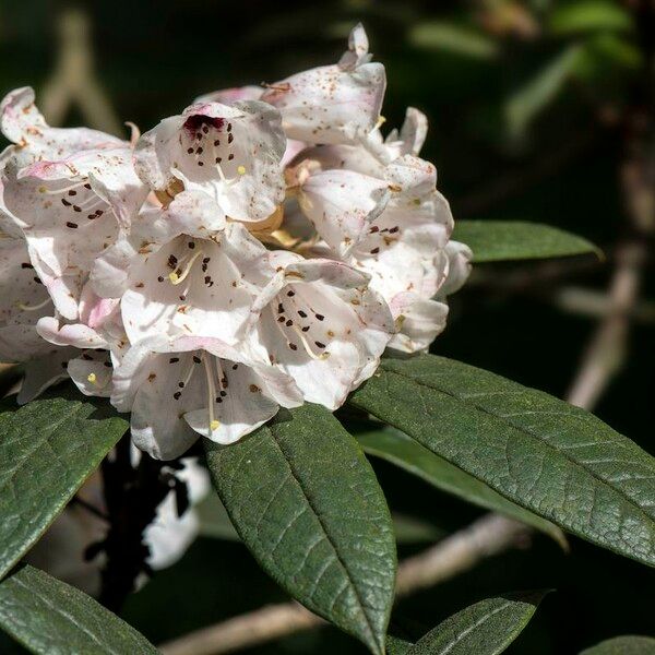 Rhododendron crinigerum Цвят