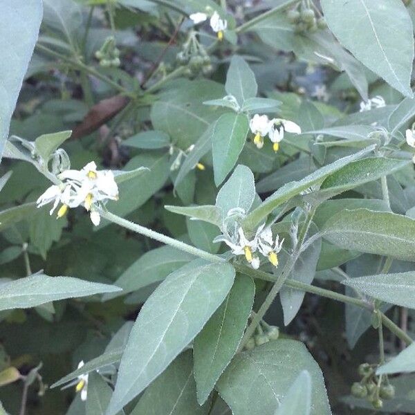Solanum chenopodioides (Tall nightshade)