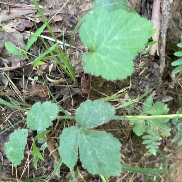 Geum canadense पत्ता