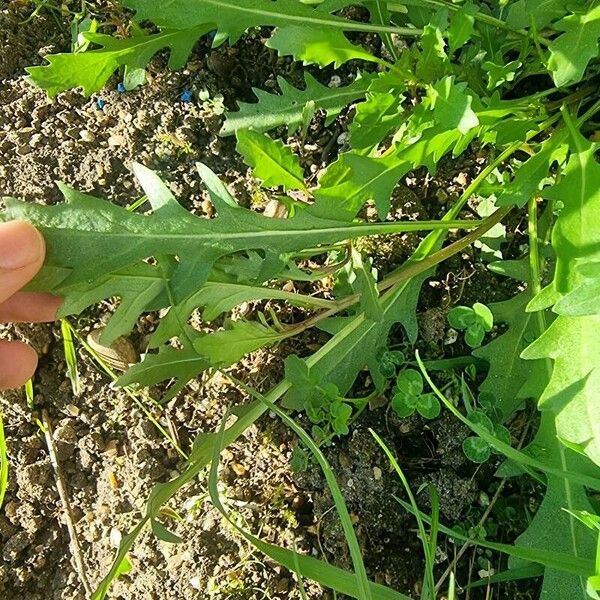 Diplotaxis muralis Leaf