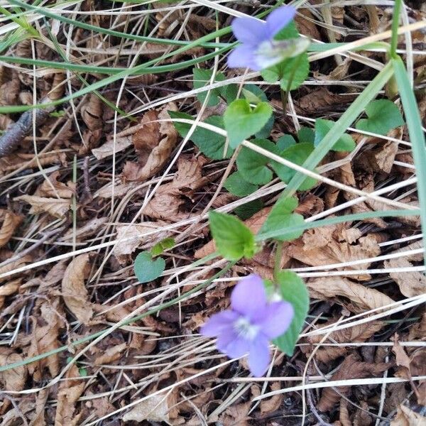 Viola riviniana Habitus