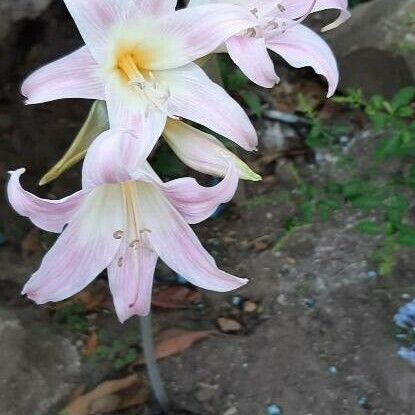 Amaryllis belladonna Цвят