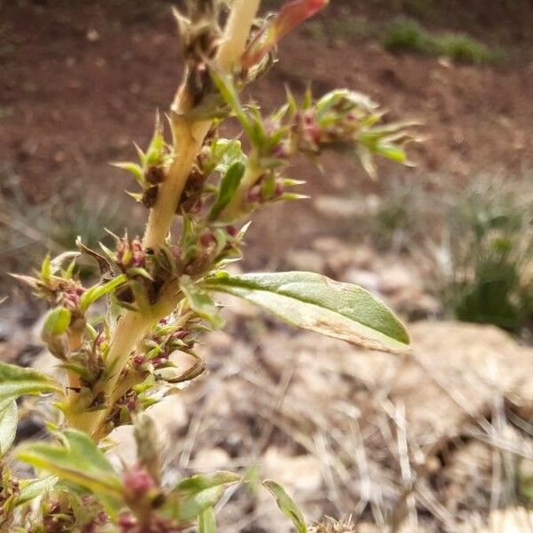 Amaranthus albus Flor