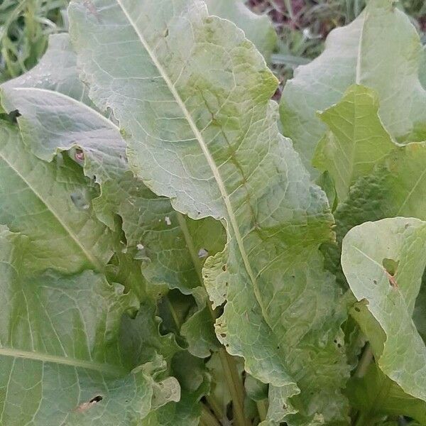 Rumex patientia Лист