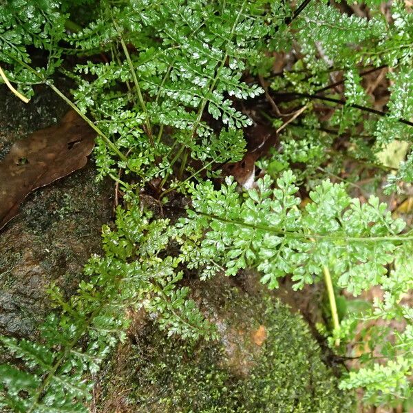 Asplenium abyssinicum Habit