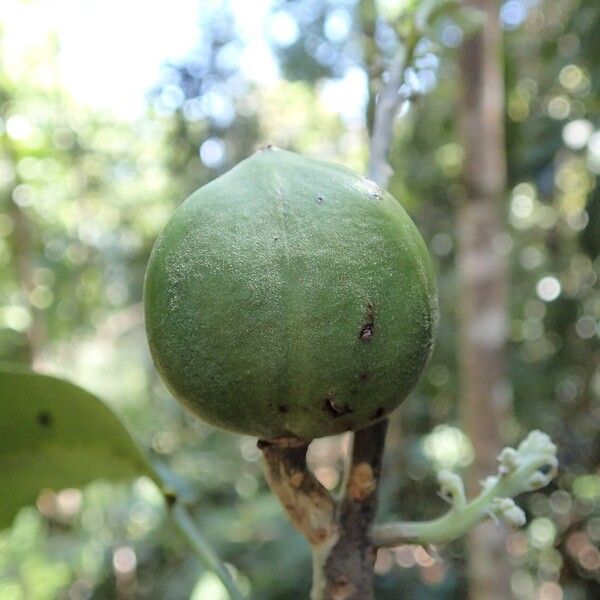 Baloghia balansae Frucht