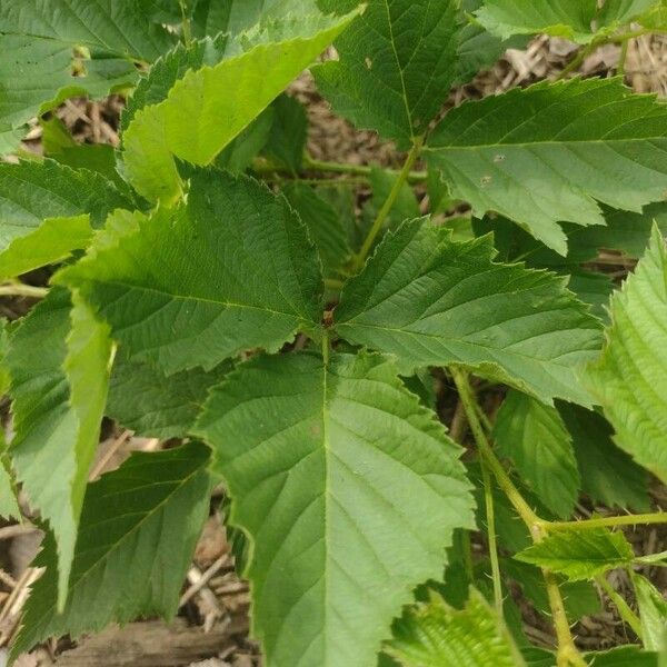 Rubus argutus Φύλλο