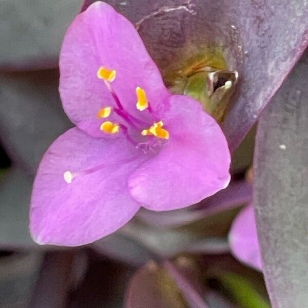 Tradescantia pallida Floare