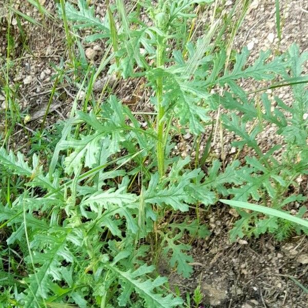 Senecio sylvaticus Pokrój