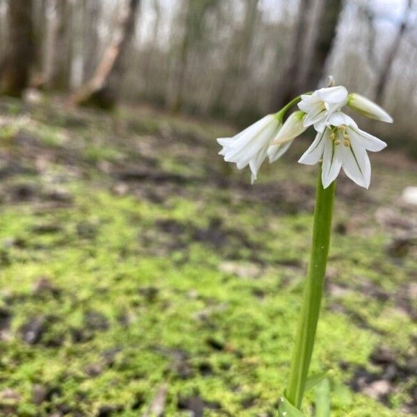 Allium triquetrum Blomst