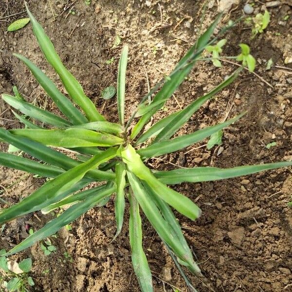 Chlorogalum pomeridianum Leaf