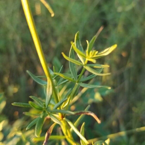 Galium boreale Leaf