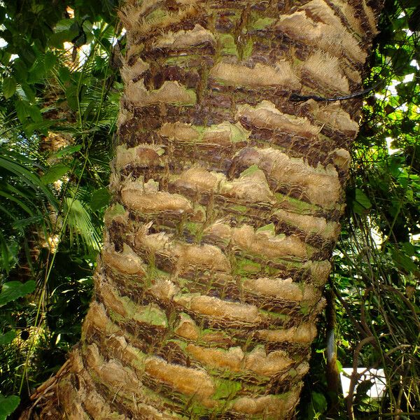 Phoenix canariensis кора