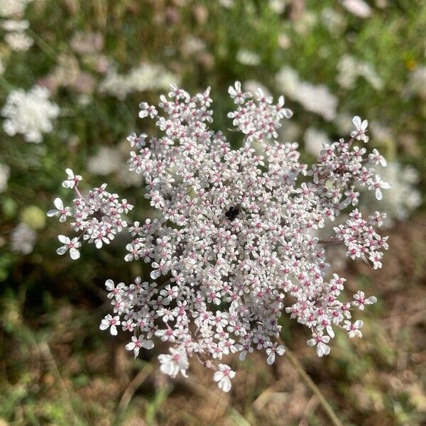 Daucus carota Blomma