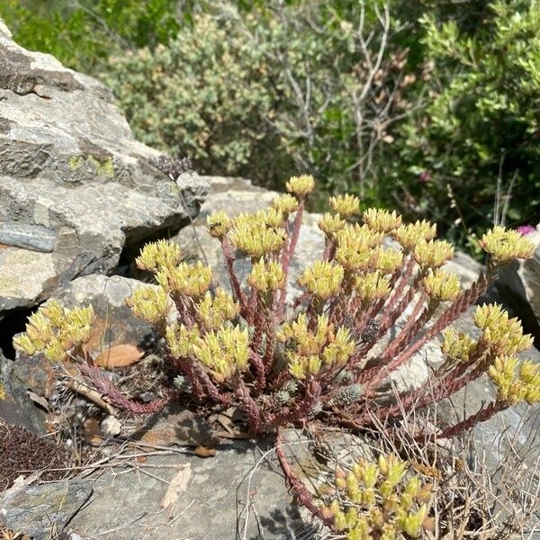 Petrosedum ochroleucum Habitatea