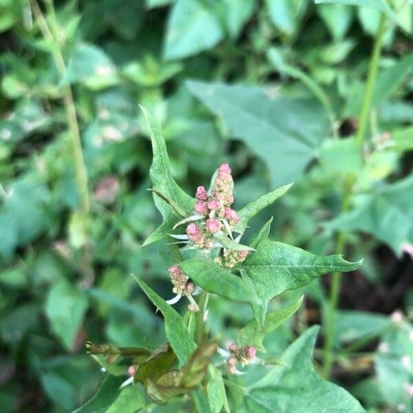 Atriplex prostrata Квітка