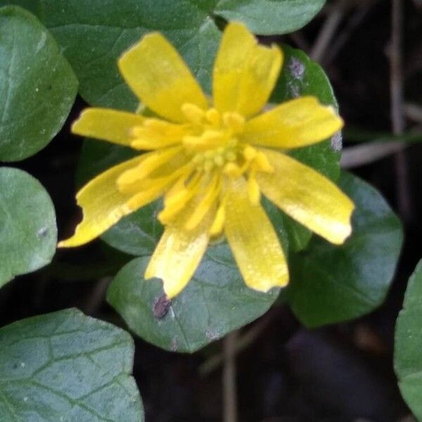 Ranunculus ficaria Flor