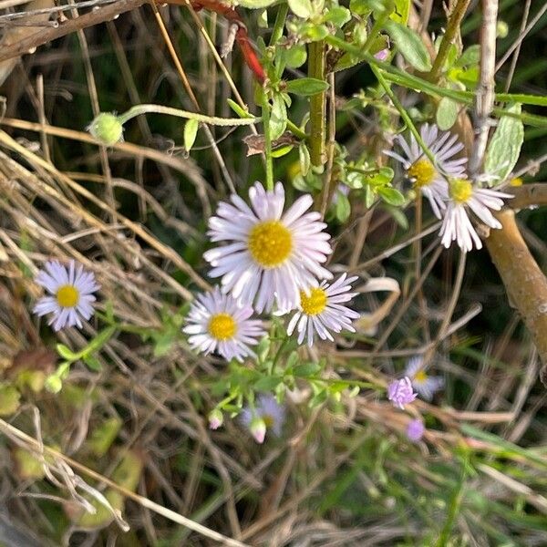 Symphyotrichum dumosum Λουλούδι