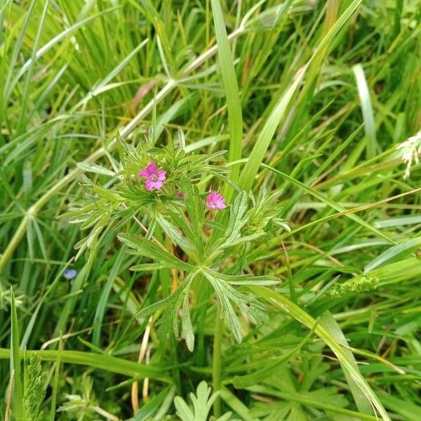 Geranium dissectum Fleur