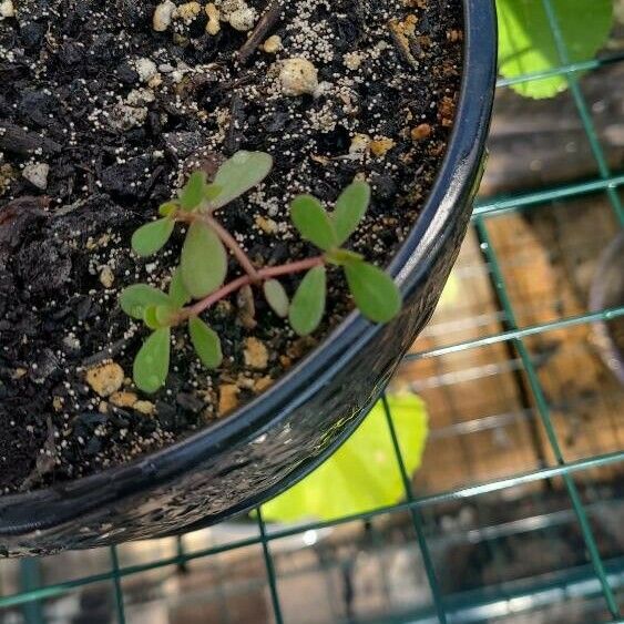 Portulaca umbraticola Leaf