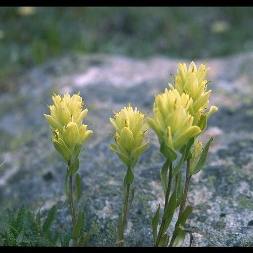 Castilleja occidentalis Habit