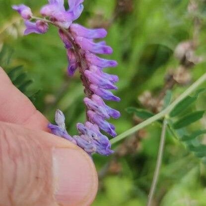 Vicia cracca Õis