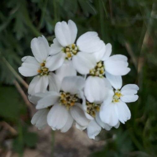 Achillea erba-rotta Квітка