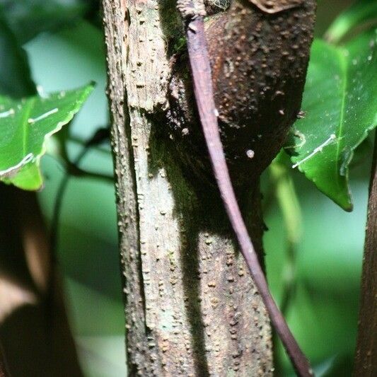 Boehmeria japonica Bark