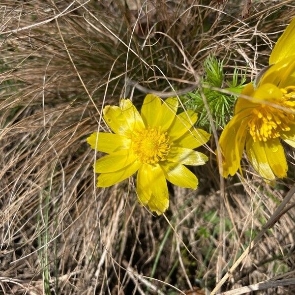 Adonis vernalis Flower