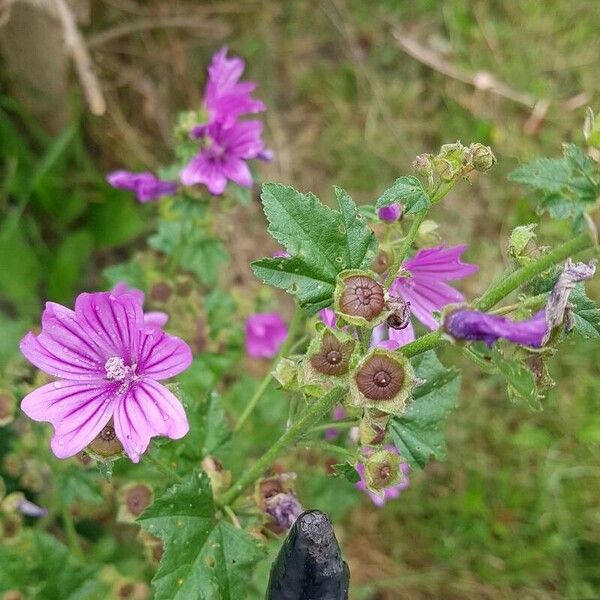 Malva setigera Λουλούδι