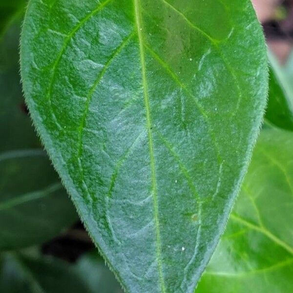 Vinca major Hoja