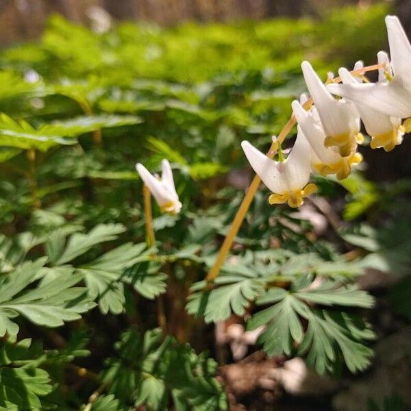 Dicentra cucullaria Blüte