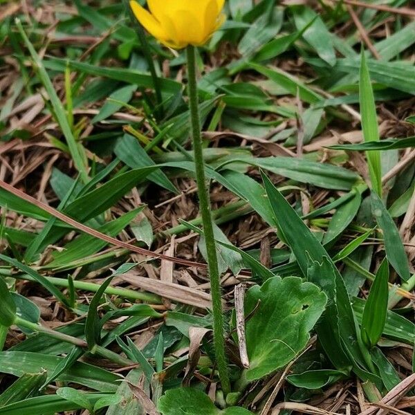 Ranunculus bullatus Elinympäristö