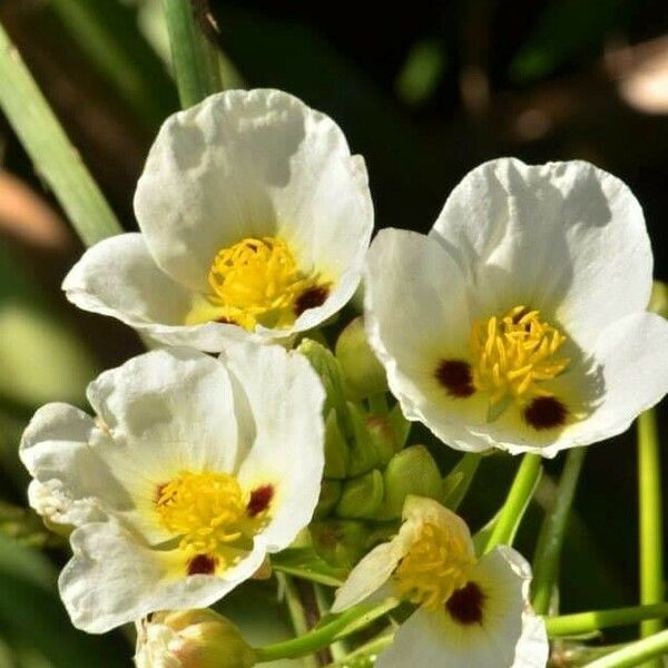 Sagittaria montevidensis Flower