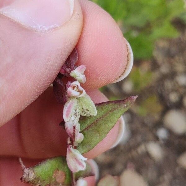 Fallopia convolvulus Flower