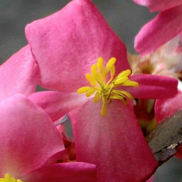 Cassia javanica Blomma