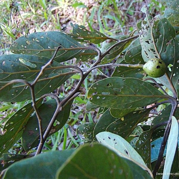 Cryptocarya elliptica
