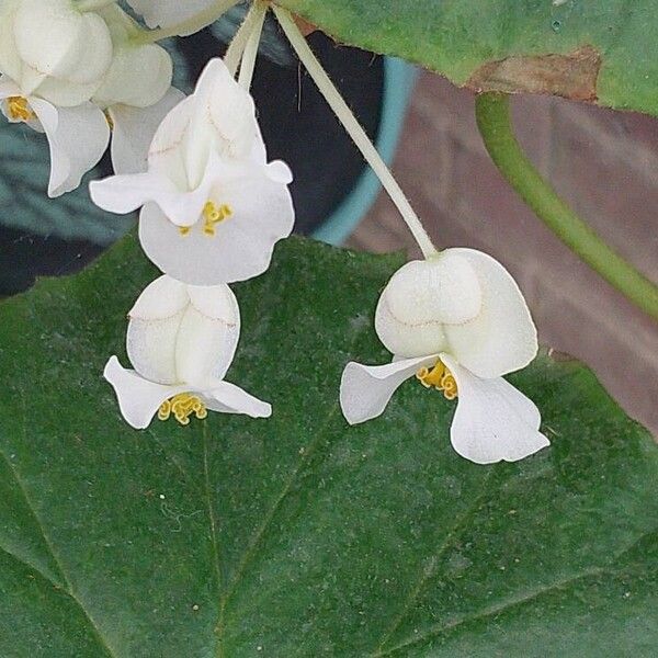 Begonia minor Flower