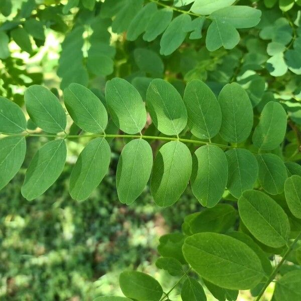 Robinia viscosa ഇല