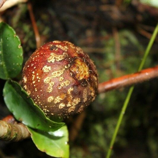 Ficus mauritiana Frutto