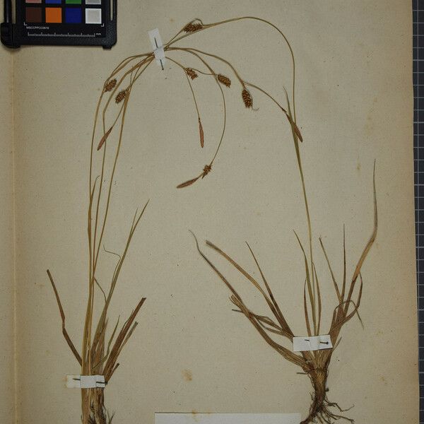 Carex hostiana ᱮᱴᱟᱜ