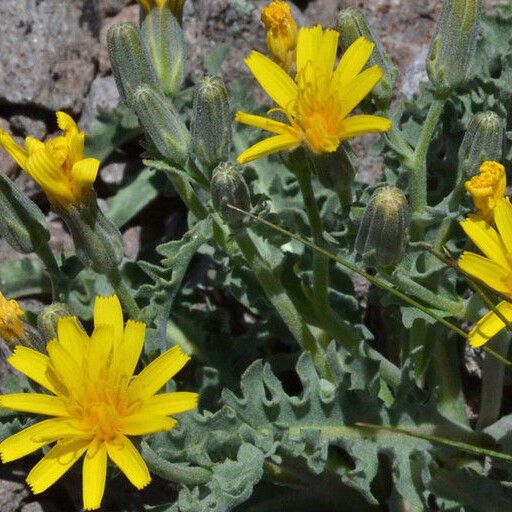 Crepis occidentalis Цветок