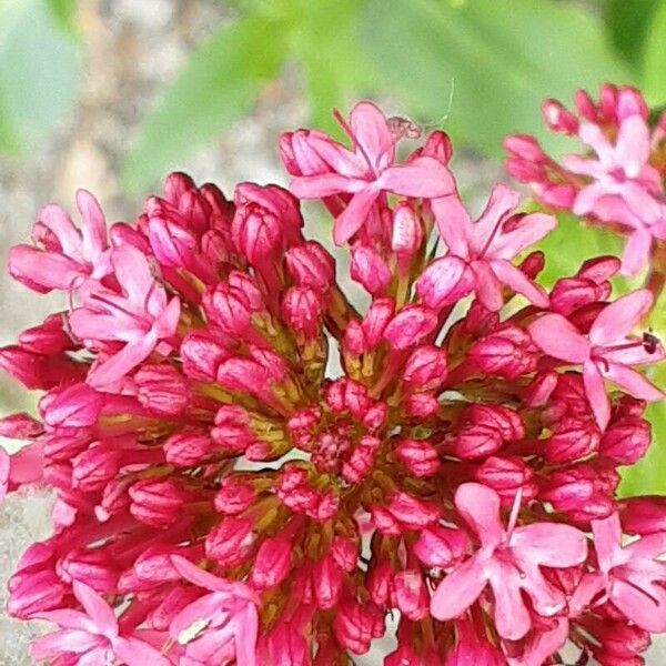 Centranthus lecoqii Квітка