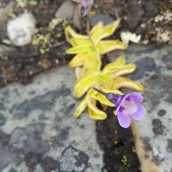 Pinguicula vulgaris 花