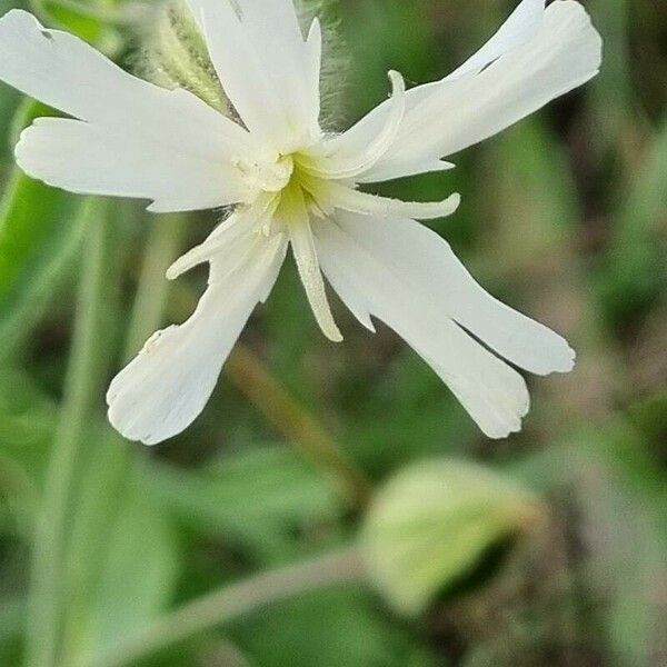 Silene dichotoma Blüte