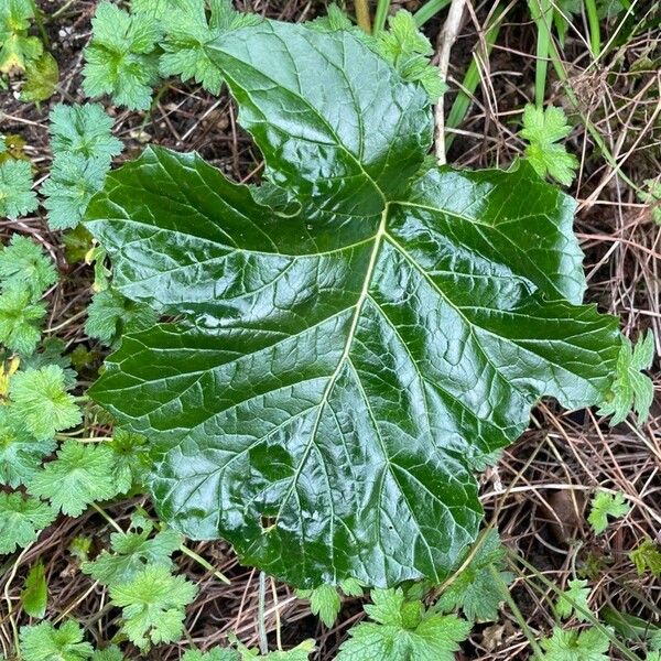 Acanthus mollis Liść